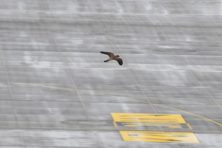 Eröffnung des Flughafens Berlin-Brandenburg in Schönefeld