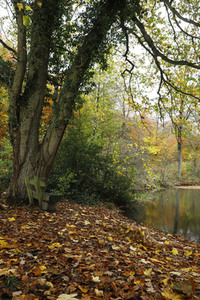 NATURE ART: Herbstlaub / Autumn Leaves Bodypainting