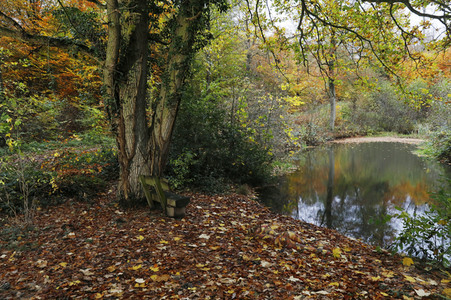 NATURE ART: Herbstlaub / Autumn Leaves Bodypainting