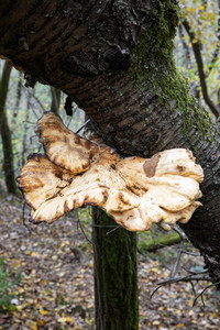 Herbst an den Mosel-Weinbergen in Winningen