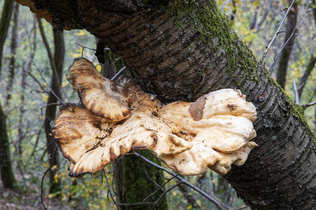 Herbst an den Mosel-Weinbergen in Winningen
