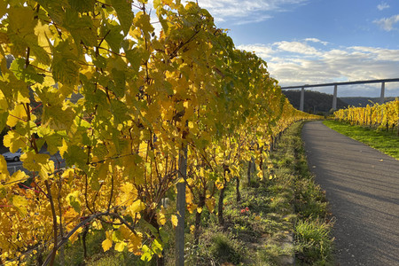Herbst an den Mosel-Weinbergen in Winningen