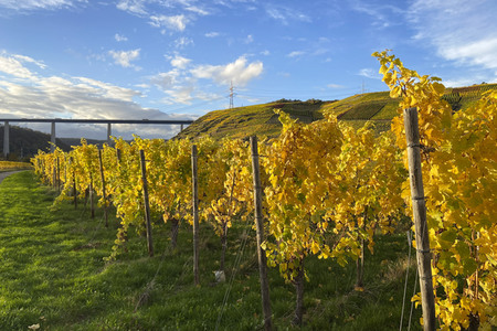 Herbst an den Mosel-Weinbergen in Winningen