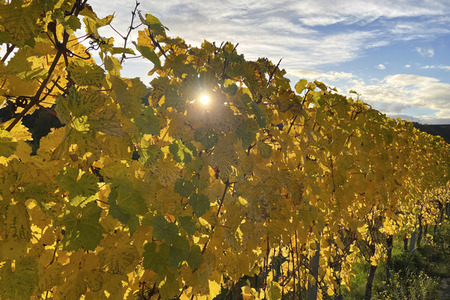 Herbst an den Mosel-Weinbergen in Winningen