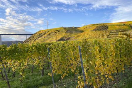 Herbst an den Mosel-Weinbergen in Winningen