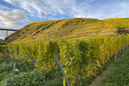 Herbst an den Mosel-Weinbergen in Winningen