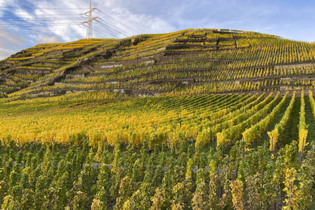 Herbst an den Mosel-Weinbergen in Winningen