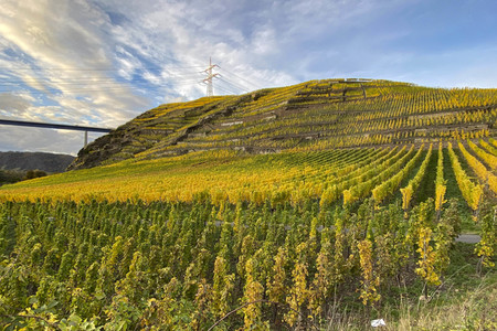 Herbst an den Mosel-Weinbergen in Winningen