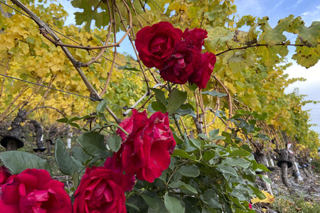 Herbst an den Mosel-Weinbergen in Winningen