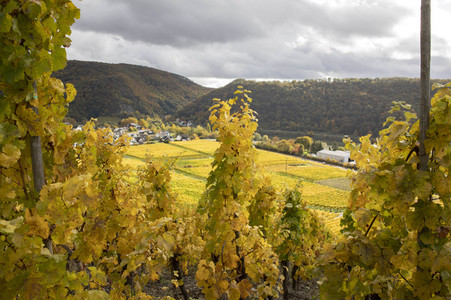 Herbst an den Mosel-Weinbergen in Winningen