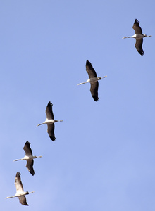 Symbolfoto Zugvögel