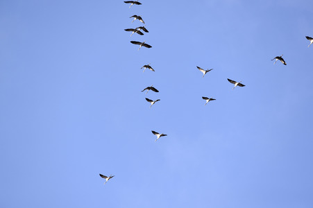 Symbolfoto Zugvögel