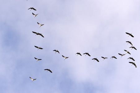 Symbolfoto Zugvögel