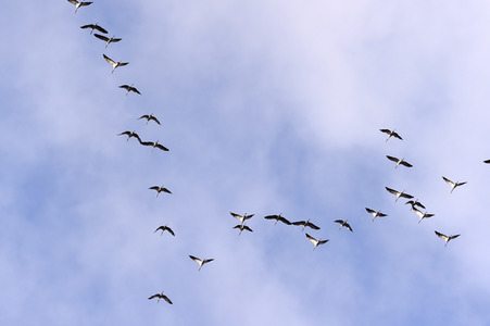 Symbolfoto Zugvögel