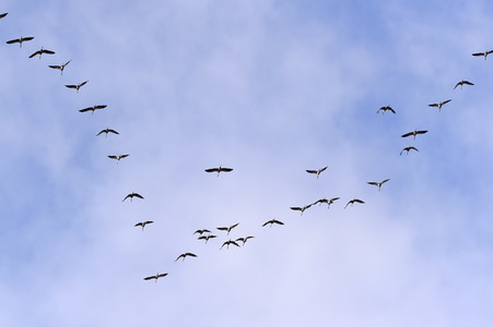 Symbolfoto Zugvögel