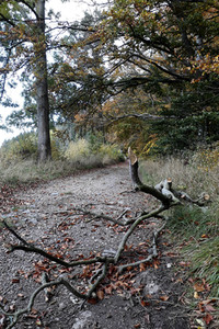 Symbolfoto Forstarbeiten