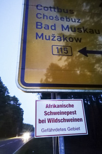 Symbolfoto Schweinepest