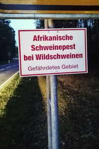Symbolfoto Schweinepest