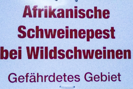 Symbolfoto Schweinepest