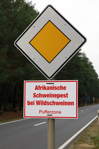 Symbolfoto Schweinepest