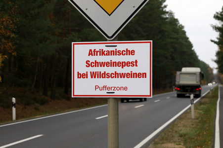 Symbolfoto Schweinepest