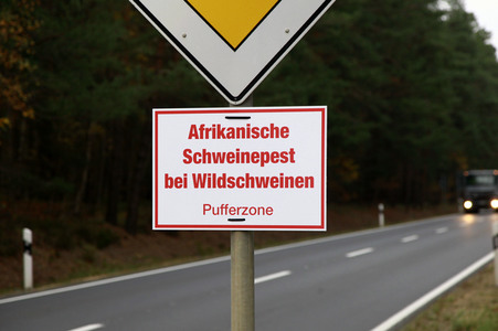 Symbolfoto Schweinepest