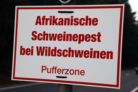 Symbolfoto Schweinepest