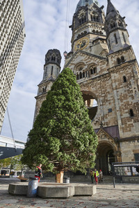 Aufstellen des Weihnachtsbaumes an der Gedächtniskirche in Berlin