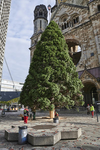 Aufstellen des Weihnachtsbaumes an der Gedächtniskirche in Berlin