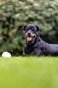 Symbolfoto Listenhund