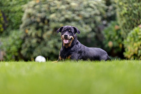 Symbolfoto Listenhund
