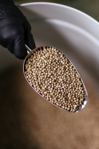 Symbolfoto Weißer Pfeffer