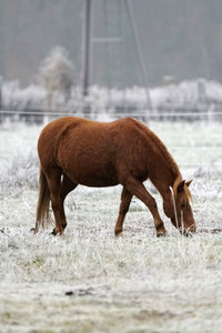 Raureif auf einer Weide bei Erkner
