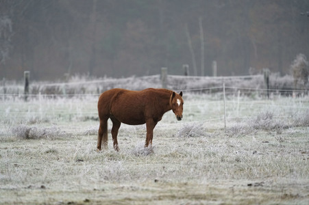 Raureif auf einer Weide bei Erkner