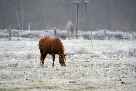 Raureif auf einer Weide bei Erkner