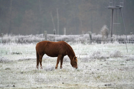 Raureif auf einer Weide bei Erkner