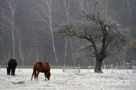 Raureif auf einer Weide bei Erkner