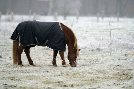 Raureif auf einer Weide bei Erkner