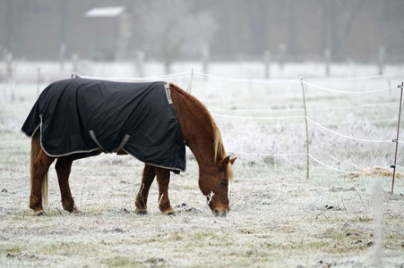 Raureif auf einer Weide bei Erkner