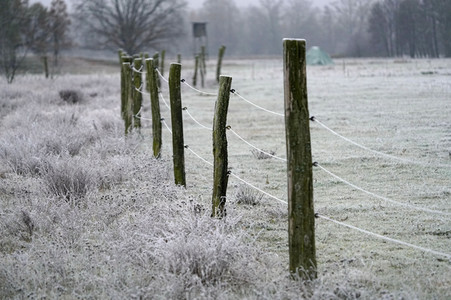 Raureif auf einer Weide bei Erkner
