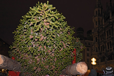 Christbaum-Aufstellung in München