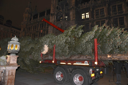 Christbaum-Aufstellung in München