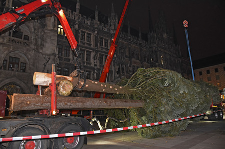 Christbaum-Aufstellung in München