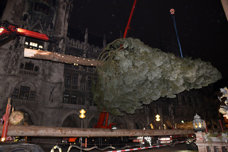 Christbaum-Aufstellung in München