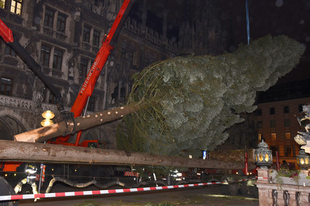 Christbaum-Aufstellung in München