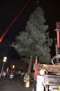 Christbaum-Aufstellung in München