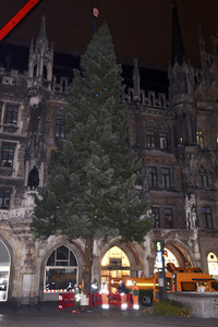 Christbaum-Aufstellung in München