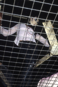 Photoshooting mit Specimen in London