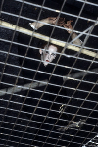 Photoshooting mit Specimen in London