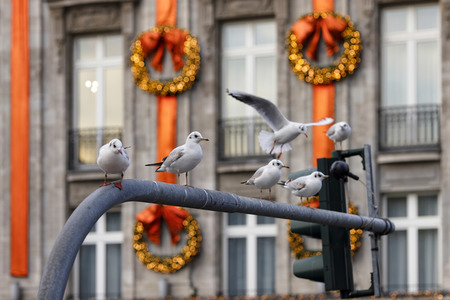 Symbolfoto Weihnachtsdekoration